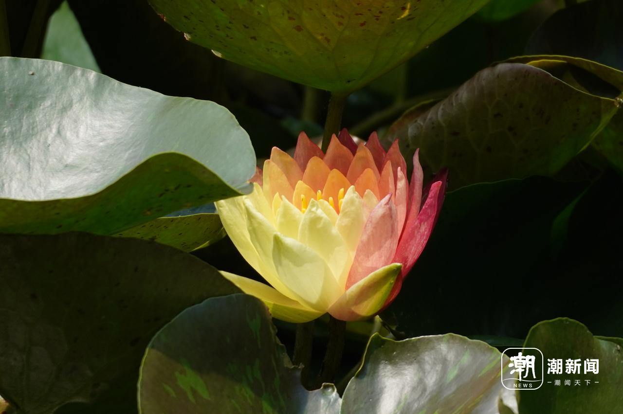 好运“莲莲”！杭州小区池塘的罕见双色睡莲盛开