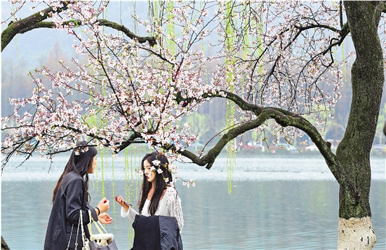 西湖花港公园紫叶李盛开 游客浪漫赏花拍照