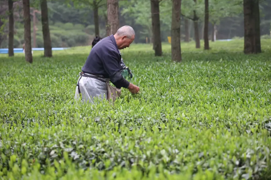 六安茶香里的振兴密码：一片叶子的全产业链发展之路_fororder_18