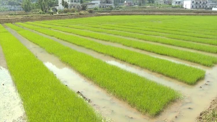 新华视点丨春耕沃野 消费焕新 活力中国向新行