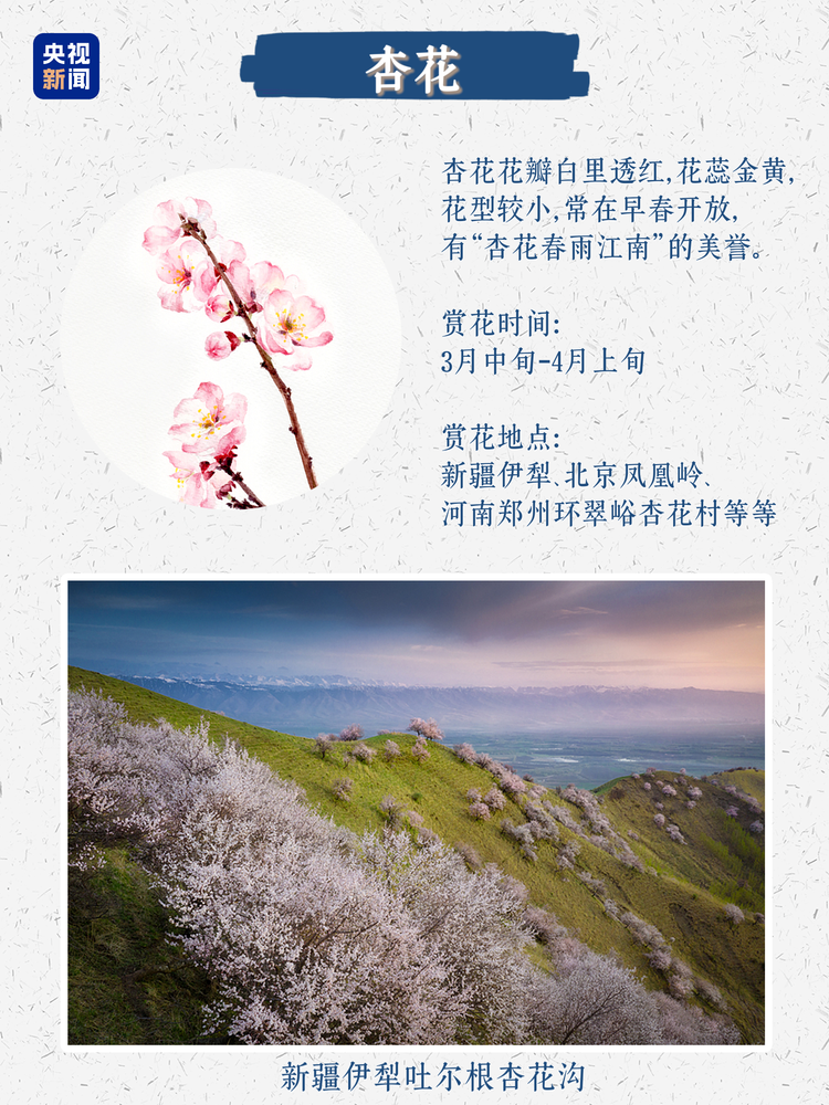 春日限定浪漫！没有什么是这些花不能治愈的