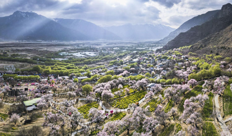 学习·知行丨总书记牵挂的“桃花源”开出“致富花”