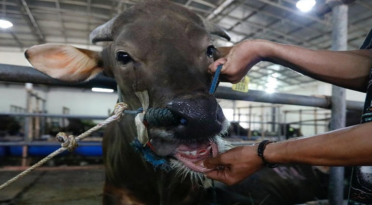 专家称南非正面临史上最严重口蹄疫疫情