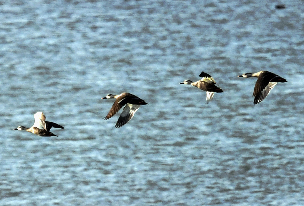 Qian'an, Tangshan:The Water City Welcomes Bird-Watching Season_fororder_图片4