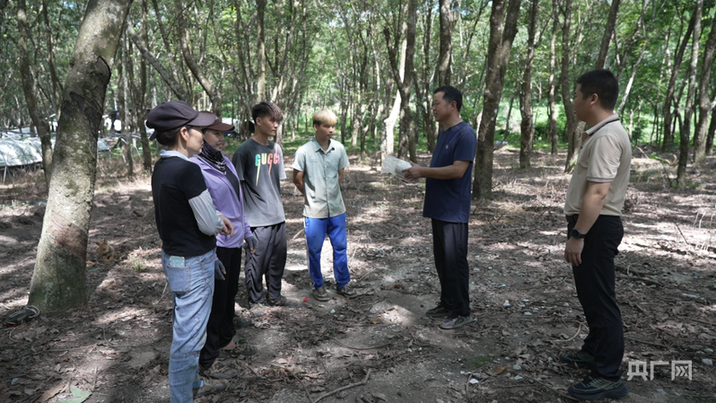 远山的回响丨远山新绿 白沙雨林的“两山”答卷