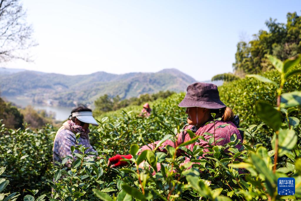 浙江宁波：春分时节采春茶