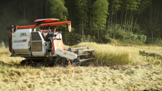 黄山市徽州区：秋日稻浪涌 乡村收割忙