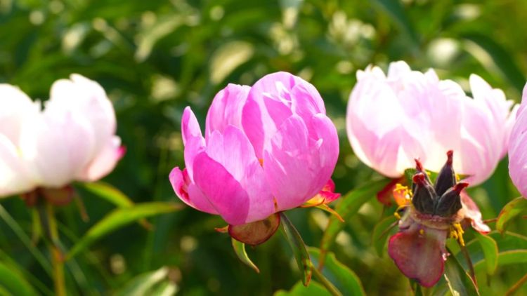 额尔古纳市：芍药花开引客来_fororder_3