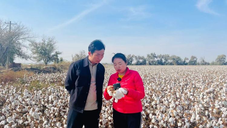 新疆精细化气象服务助力棉花增收