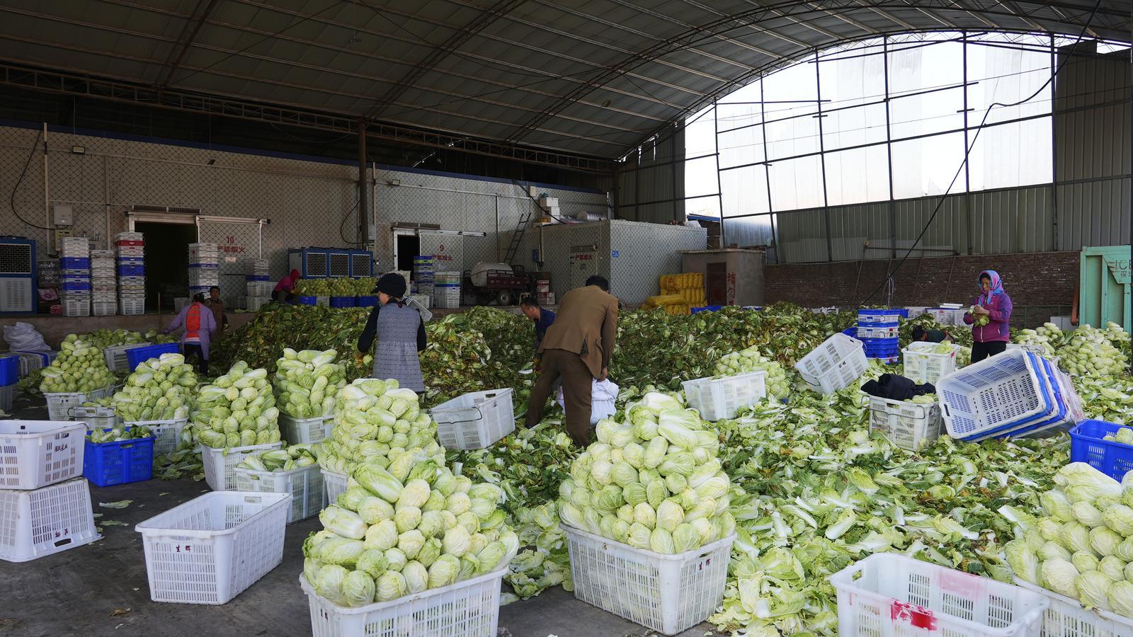 临夏永靖精耕“土特产“  捧牢富民“金饭碗”