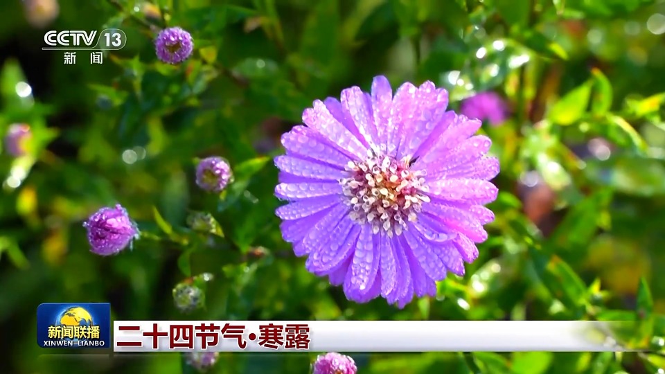 文化中国行丨二十四节气·寒露 白云红叶 菊有黄华
