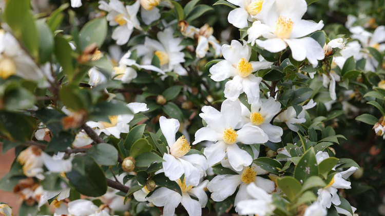 湖南衡山县油茶花开似霜雪 繁花似锦兆丰年