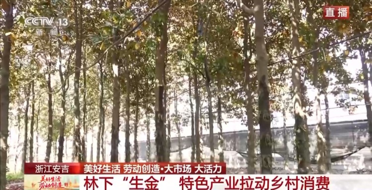 大市场 大活力丨为何要在树上种铁皮石斛？这里石斛“上树”林下“生金”