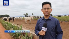 视频丨中东战事影响外溢 巴西核心肉牛产区承压