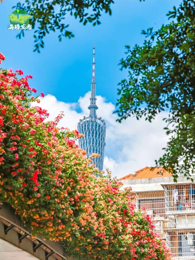 文化中国行·立冬 | 岭南立冬春意同，新梅万朵映晴空