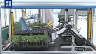 春耕嫁接机器人上线！“法宝”加持下 农业生产效率倍增