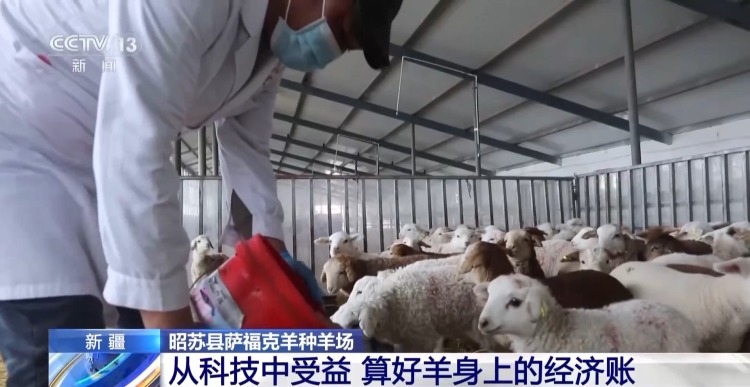 羊咩咩穿上了高科技“新衣”！来看新疆伊犁河谷牲畜春季转场