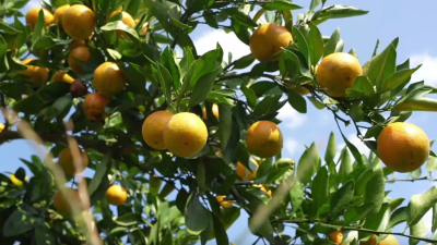 Xuefeng Honey Tangerines: A Global Journey