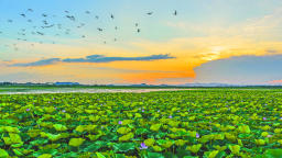 千亩野莲盛景再现黄陂湖