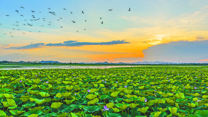 千亩野莲盛景再现黄陂湖_fororder_bb31f419-8fae-4dd3-a305-aa019b24239c