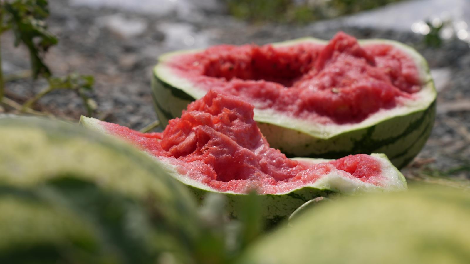 临夏永靖：三条岘乡旱砂瓜 “三伏天”的炸裂甜蜜_fororder_4