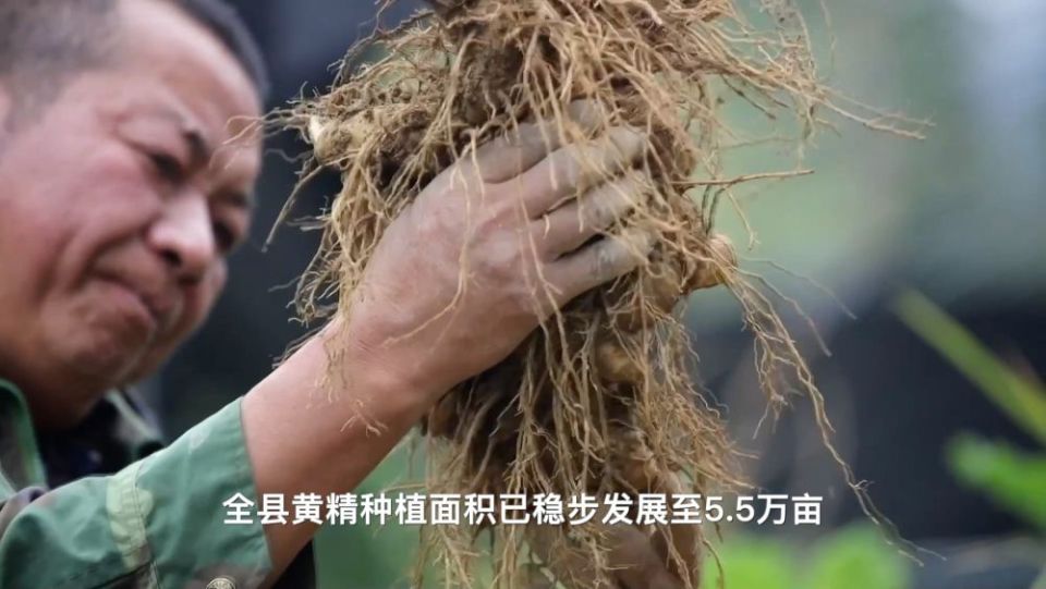 新华视点｜沃野金秋收获忙 共绘丰年好图景