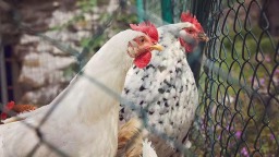 日本首都圈确认发生高致病性禽流感疫情_fororder_6fc44fbc6b924c01a60e91384adc0df2