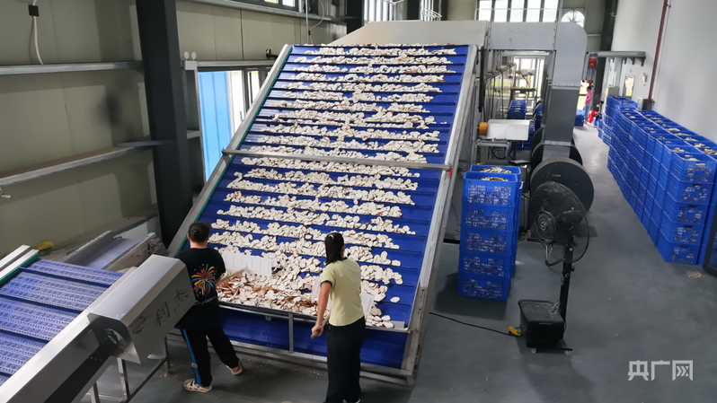 远山的回响丨远山新绿 白沙雨林的“两山”答卷