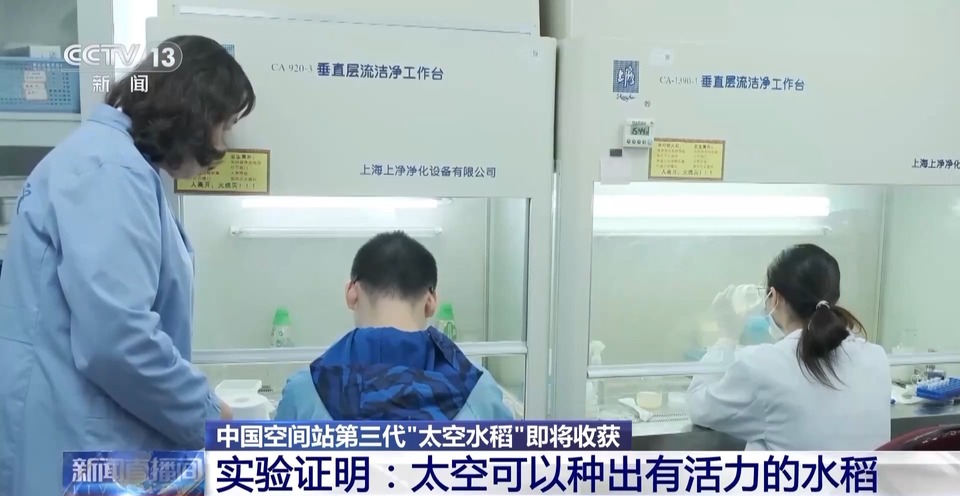 天上的水稻吃起来更甜？一起了解“太空水稻”和普通水稻的不同点