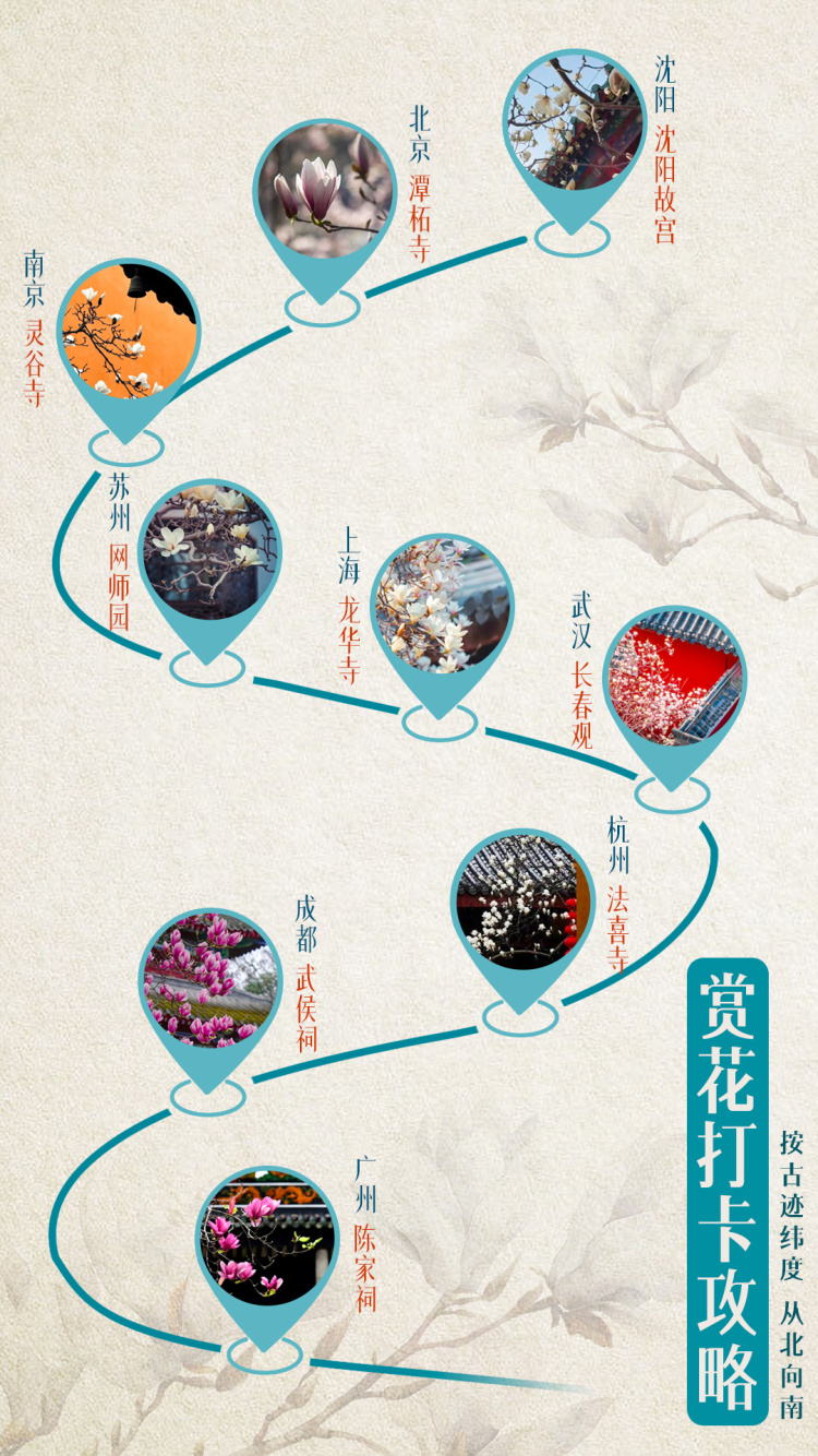 文化中国行·文博日历丨早春玉兰开 一起到全国古迹去追花（附打卡攻略）