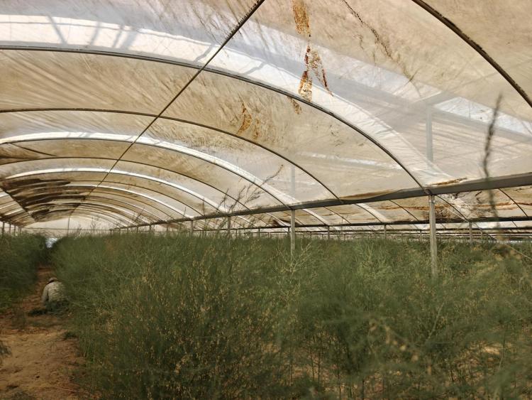 辉煌60载 魅力新西藏丨从西藏卖到香港！沙子里种出有机芦笋