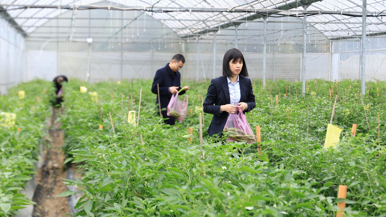 湖南衡山县秋延辣椒亩产达6000斤