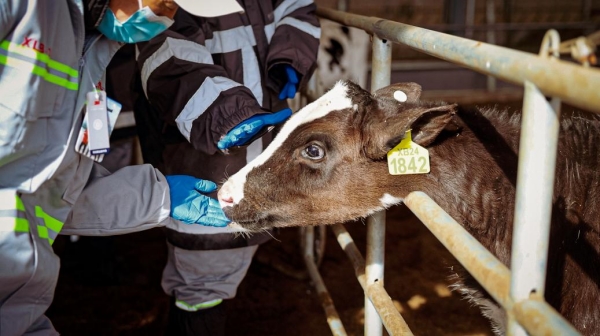 “一键养奶牛”时代到来！揭秘牧场“最强大脑”
