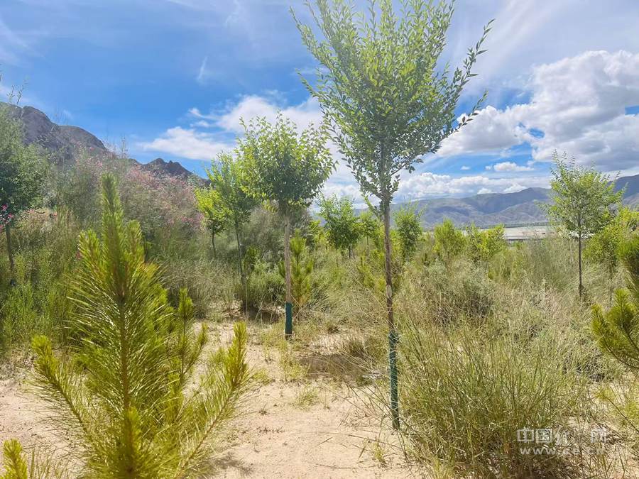 辉煌60年·我们的家园｜河山锦绣 拉萨全面构建绿水青山新图景