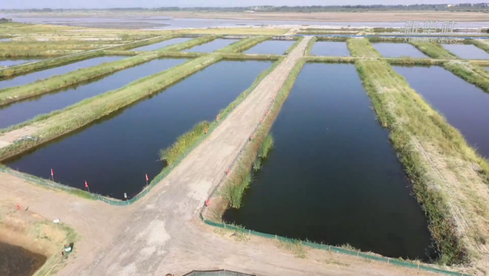 新疆和田“沙漠海鲜”批量上市