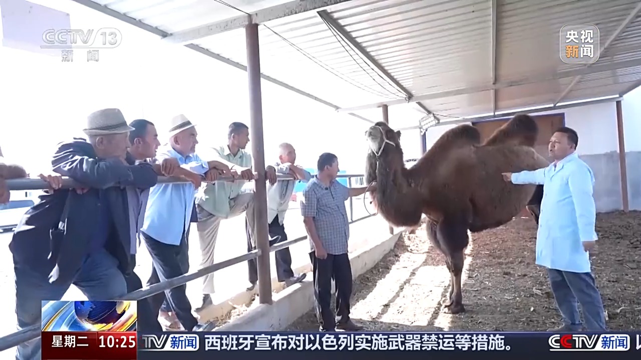砥砺奋进七十载 天山南北谱华章丨从沙漠之舟到产业之舟 新疆骆驼产业用上智能化生产线