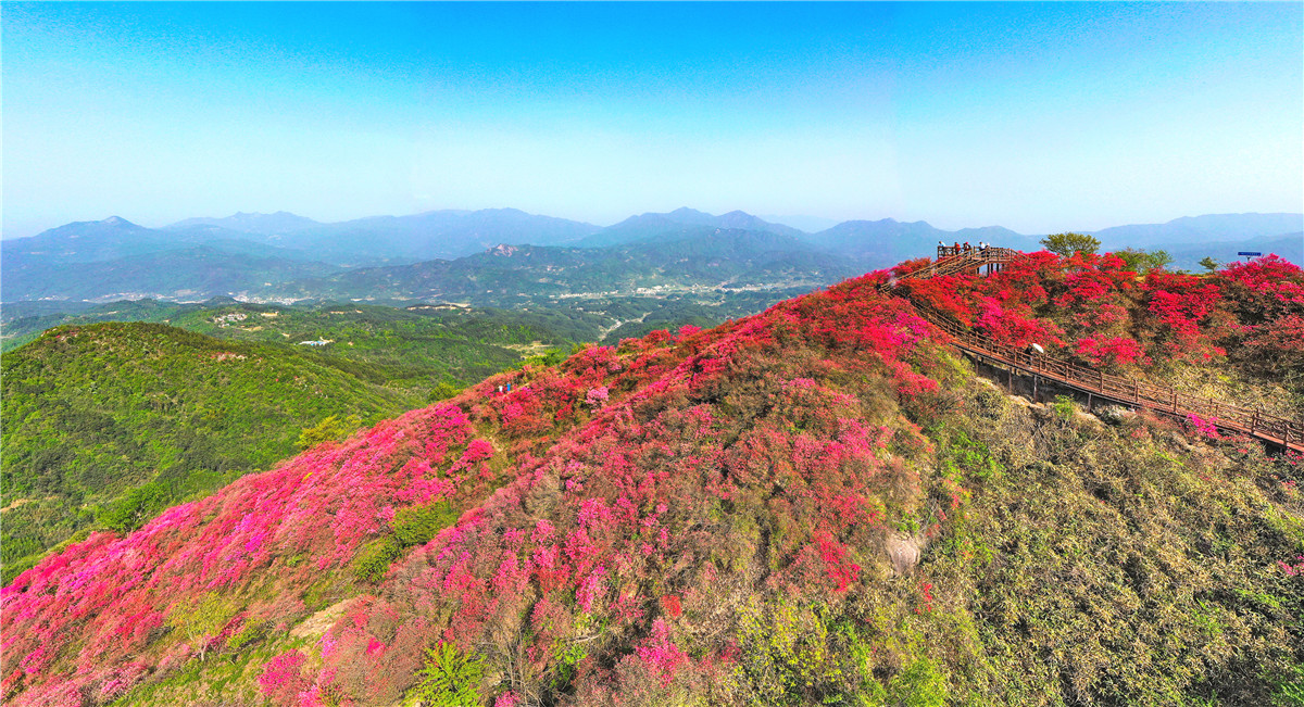 看六安的“一季花海+”