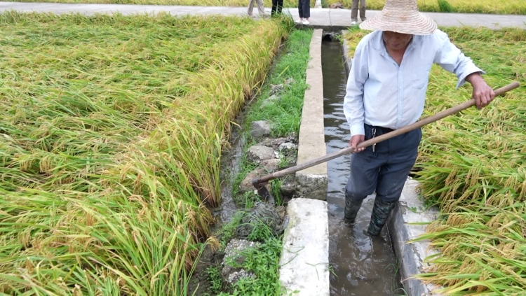 抢收水稻、排查隐患……台风登陆后 浙江各地抢险救灾进行时