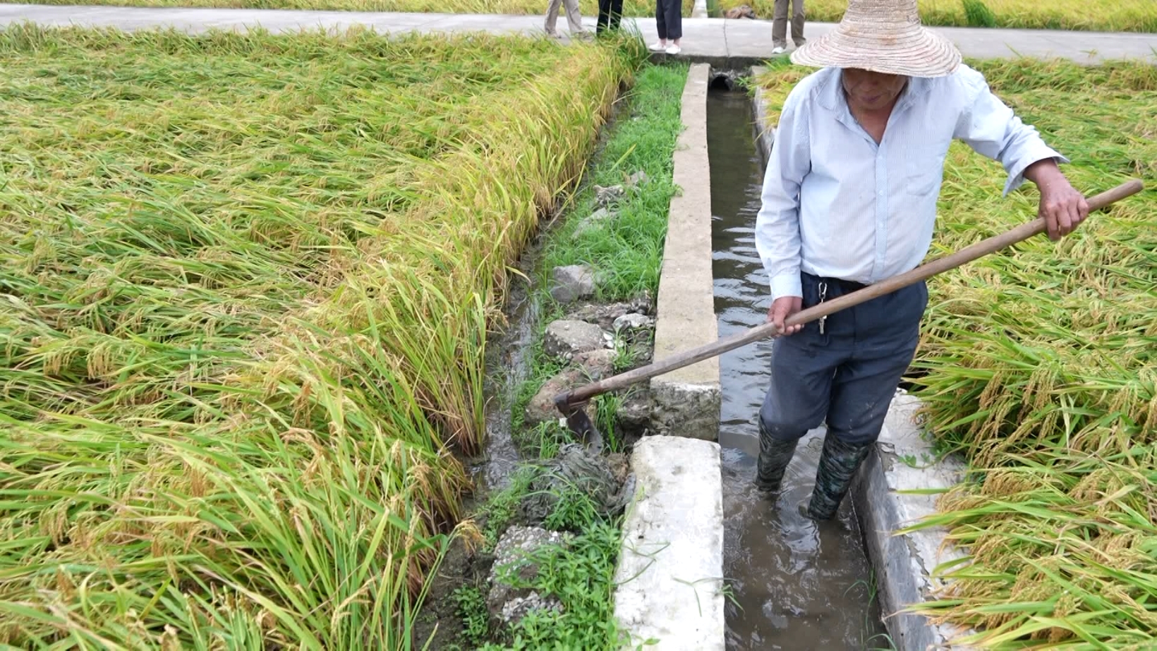 抢收水稻、排查隐患……台风登陆后 浙江各地抢险救灾进行时
