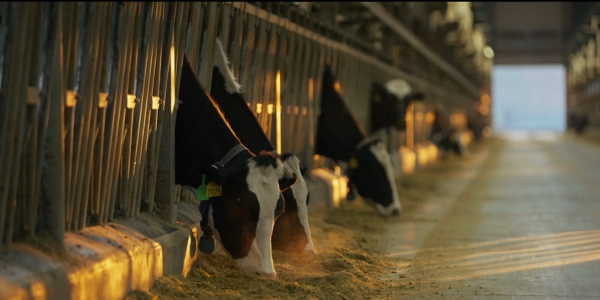 “一键养奶牛”时代到来！揭秘牧场“最强大脑”