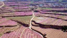 “醉美桃花源·寻根大地湾”2026年天水秦安桃花会即将启幕