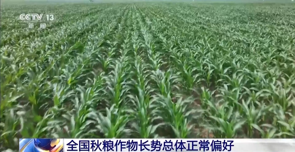 早稻丰收在望 秋粮长势良好 今年的粮食有保障