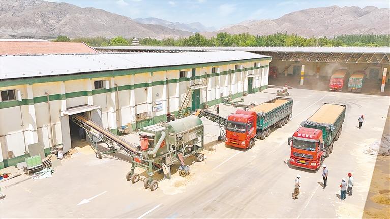 从田间地头到智能化粮库——小麦的入仓之旅