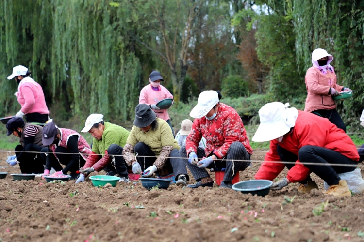 天水市清水县永清镇：“菜园子”充实农户“钱袋子”_fororder_IMG_0570_副本_20251106103608_AI看图