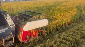 蚌埠市五河县申集镇：金稻翻浪 农机驰骋 奏响“丰收曲”​