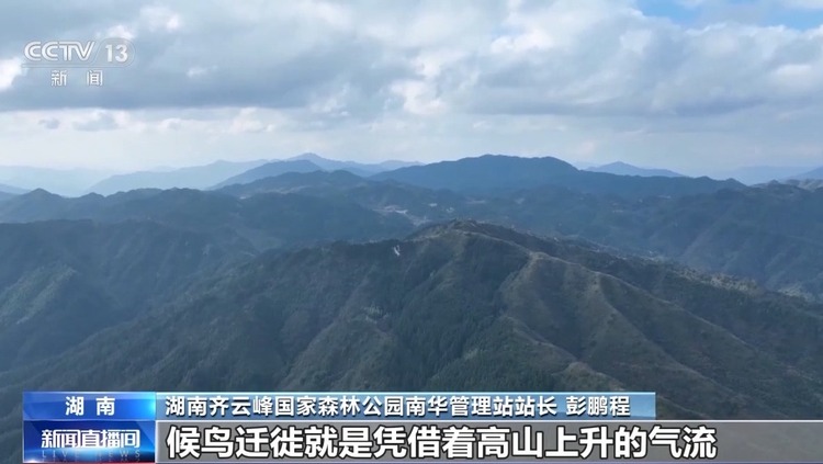 擅长与鸟儿“对话” 护航“千年鸟道”总有他们的身影
