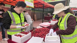 天水秦州樱桃红 抢鲜正当时