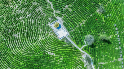 Guangshui, Hubei: Reliable Power Supply Boosts Tea Industry Expansion and Output