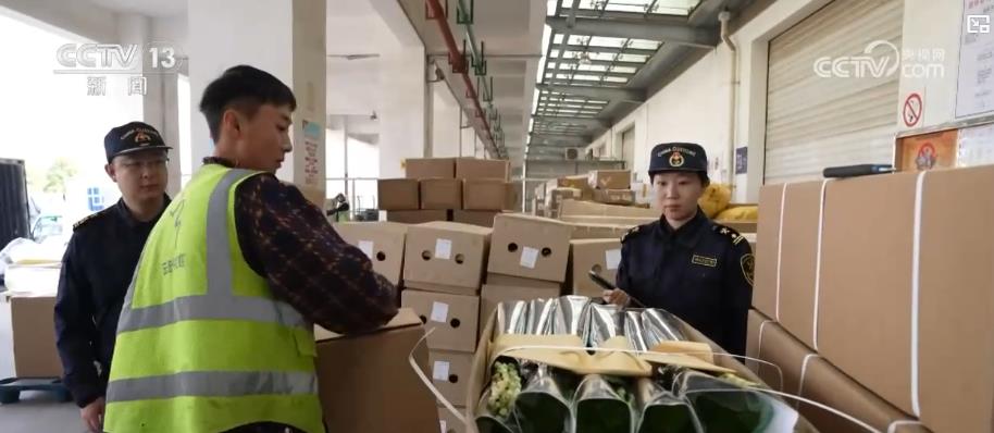 “鲜花经济”一路生花！我国花卉海外贸易持续增长 产业竞争力显著增强