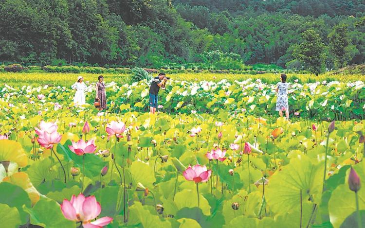 安徽合肥：夏日赏荷正当时